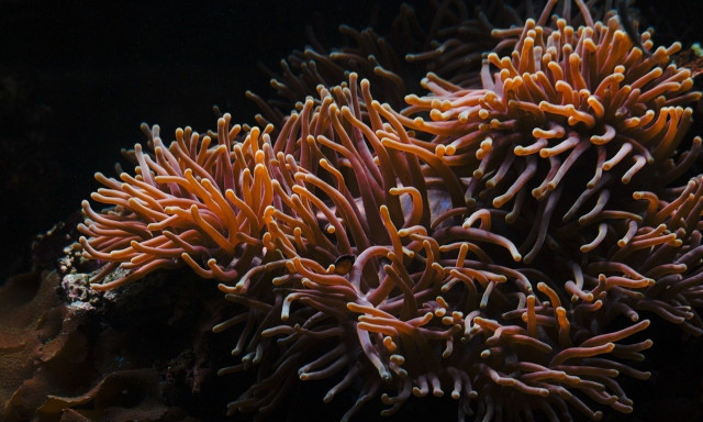 Συναγερμός σε παραλίες των Χανίων – Στο νοσοκομείο παιδιά μετά από τσίμπημα θαλάσσιας ανεμώνης