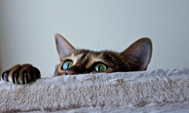 Εθνικό Μητρώο Ζώων Συντροφιάς: Περισσότερα από 1,3 εκατ. έχουν καταγραφεί