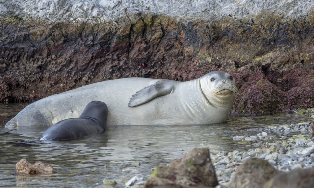 Κλιματική Κρίση: Πώς θα προσαρμοστεί η θαλάσσια ζωή στη Μεσόγειο;