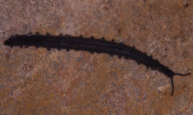 Ανακάλυψη ζωής: Φοιτητής βρίσκει αρχαίο «ζωντανό απολίθωμα» κάτω από βράχο