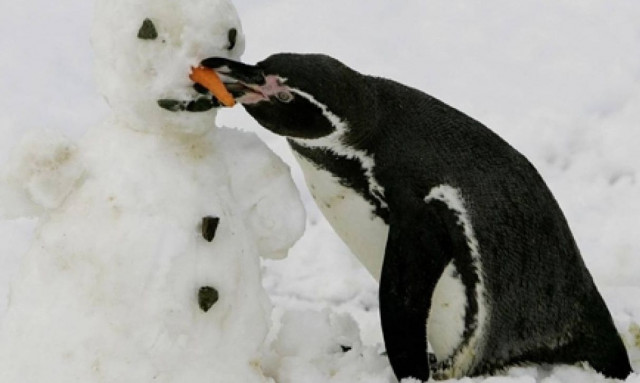 Οι αυτοκρατορικοί πιγκουίνοι κινδυνεύουν με εξαφάνιση έως το 2100