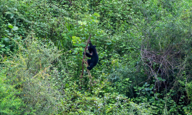 Μετά από 10 χρόνια σιωπή, κρυφές κάμερες «συλλαμβάνουν» αρπακτικό που αγνοείται εδώ και καιρό
