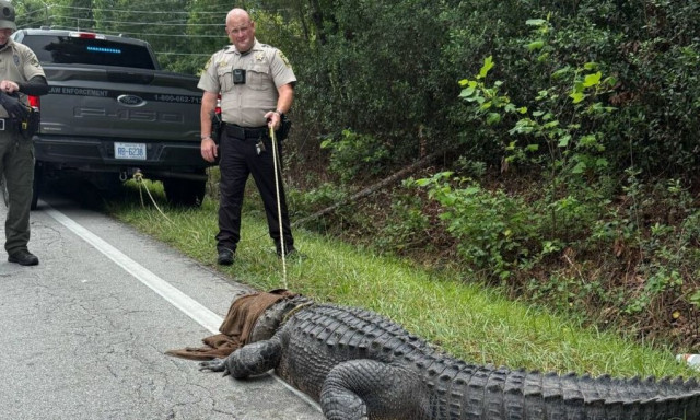 ΗΠΑ: Αλιγάτορας «συνελήφθη» για ηλιοθεραπεία στον δρόμο - Δεν είχε έγγραφα δεινοσαύρου