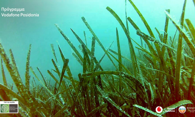 Vodafone Posidonia: Στην «επιφάνεια» περισσότερα υποθαλάσσια λιβάδια Ποσειδωνίας