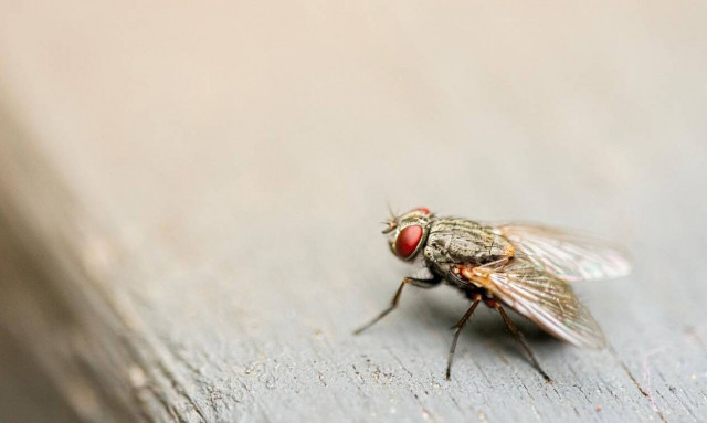 Το απόλυτο κόλπο για να διώξετε τις μύγες από το σπίτι σας