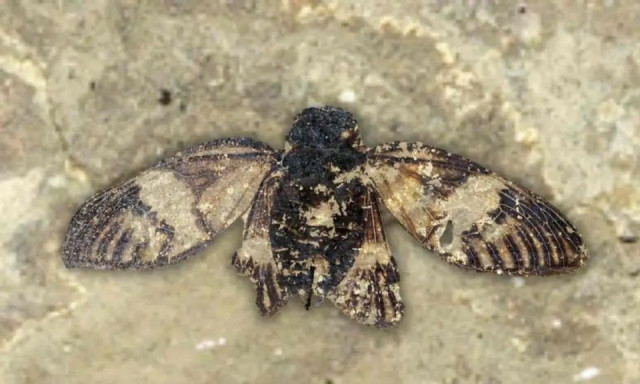 Επιστήμονες ανακάλυψαν απολίθωμα τζιτζικιού 47 εκατομμυρίων ετών