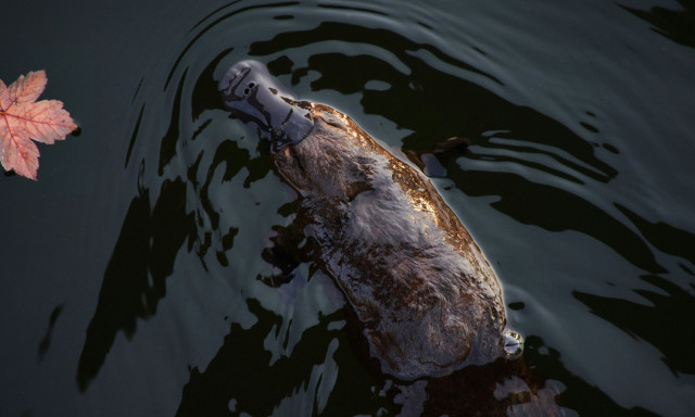 Επιστήμονες έλυσαν μυστήριο 100 εκατομμυρίων ετών για το φύλο των πλατυπόδων