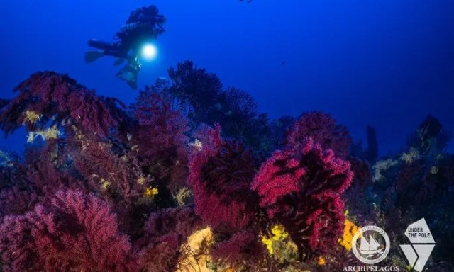 Προστασία των Κοραλλιών στα Βαθιά Νερά - Απόφαση-oρόσημο για τη Θαλάσσια Προστασία στην Ελλάδα