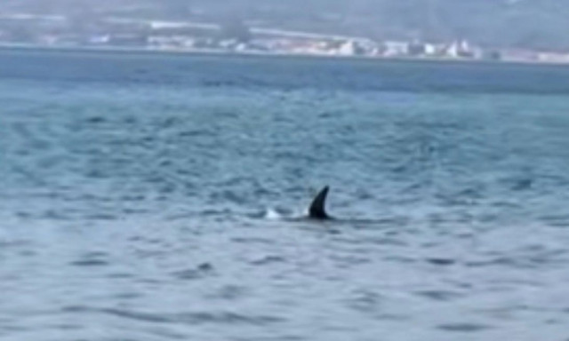 Πάτρα: Δελφίνι έκανε την εμφάνισή του στα ρηχά σε παραλία του Ρίο - Βίντεο