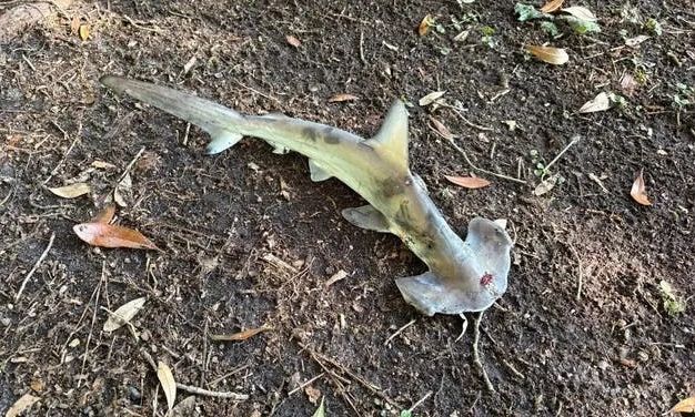 Καρχαρίας έπεσε από τον ουρανό - Προσγειώθηκε στη μέση γηπέδου γκολφ