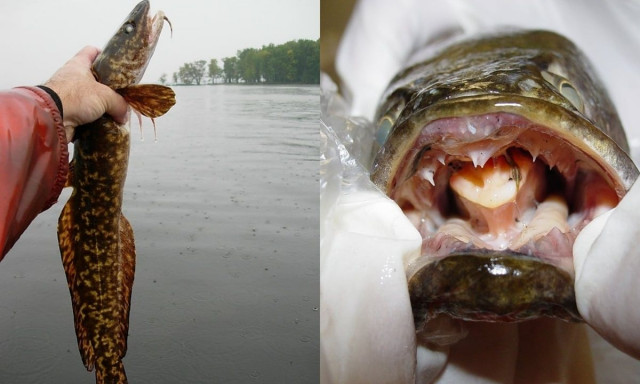 Τρόμος για τα ψάρια Frankenstein: Αναπνέουν αέρα και επιβιώνουν για μέρες έξω από το νερό