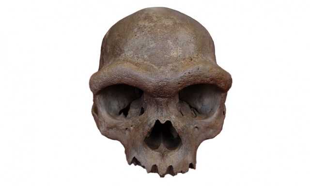 «Άνθρωπος-Δράκος»: Παλαιοντολόγοι ανακάλυψαν κρανίο που ανήκει σε μυστηριώδη συγγενή του ανθρώπου