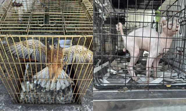 Χειροπέδες σε δύο άτομα για παράνομο εμπόριο ζώων συντροφιάς - Ήταν εγκλωβισμένα σε κλούβια