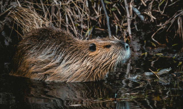 Έπειτα από 500 χρόνια, εμφανίστηκαν και πάλι οι κάστορες στην Πορτογαλία