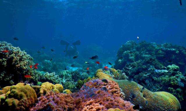 Ποιο πλάσμα της θάλασσας κρατά την αναπνοή του περισσότερο κάτω από το νερό