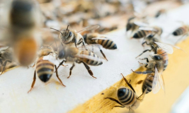 Μελισσοκόμος εξαπέλυσε σμήνος κατά αστυνομικών στη διάρκεια ελέγχου