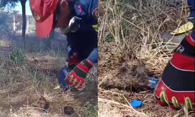 Η στιγμή που πυροσβέστης σώζει και δίνει νερό σε σκαντζόχοιρο σε φωτιά στο Κιλκίς