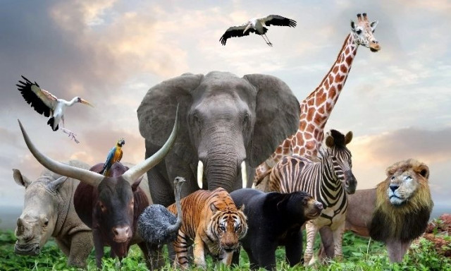 Ούτε ελέφαντας ούτε λιοντάρι: Το πιο θορυβώδες πλάσμα στον κόσμο είναι μόνο 5 εκατοστά