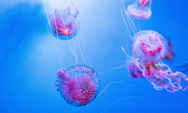 Μωβ μέδουσες: Τι πρέπει να κάνετε αν σας τσιμπήσουν - Η κίνηση που πρέπει να αποφύγετε