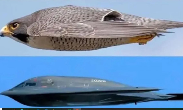 Το πουλί που ενέπνευσε το υπερσύγχρονο βομβαρδιστικό-φάντασμα που έπληξε το Ιράν