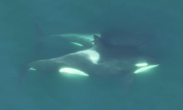 Φάλαινες δολοφόνοι χρησιμοποιούν φύκια για να καλλωπίζονται - Δείτε βίντεο