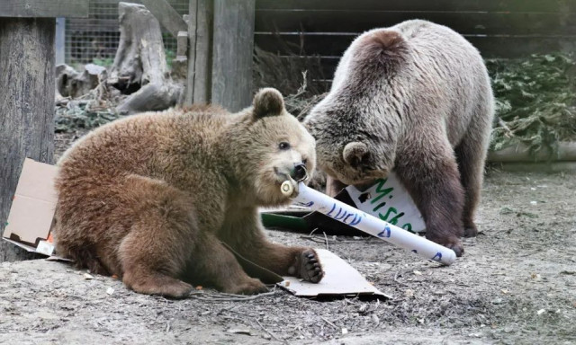 Βρετανία: Δύο αρκουδάκια το έσκασαν για λίγο από ζωολογικό κήπο για να απολαύσουν άφθονο μέλι