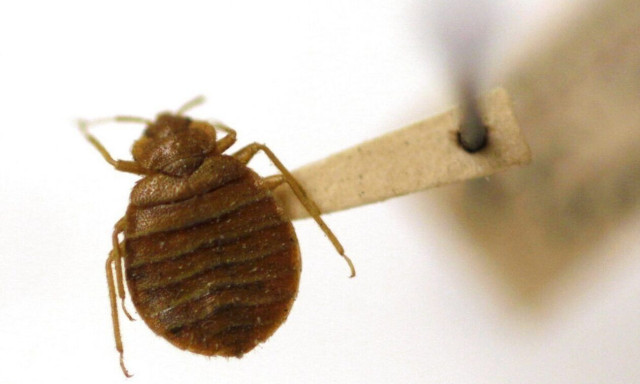 Πώς οι άνθρωποι διέσωσαν τους κοριούς από την εξαφάνιση με την εγκατάσταση σε αρχαίες πόλεις