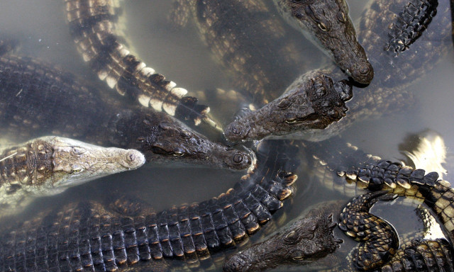 Πήγε για ψάρεμα σε ποτάμι με κροκόδειλους: Ούρλιαζε και πάλευε με το θηρίο, πριν τον κατασπαράξει