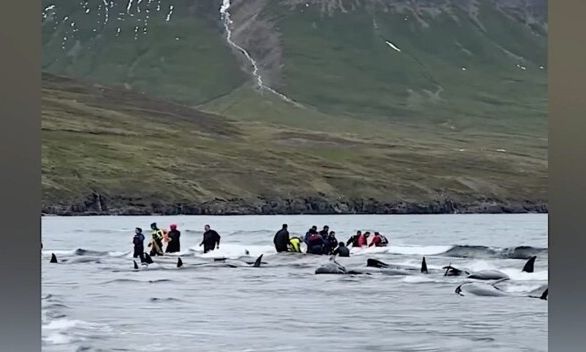 Ισλανδία: Δεκάδες φάλαινες διασώθηκαν από ντόπιους αφού «ξεβράστηκαν» σε παραλία