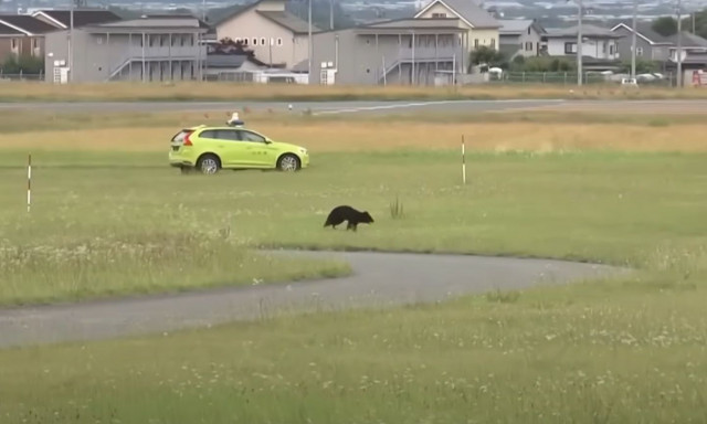 «Είμαστε σε αδιέξοδο»: Αρκούδα περιφέρεται σε αεροδρόμιο της Ιαπωνίας - Ακυρώθηκαν 12 πτήσεις