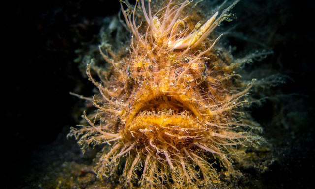 Το πιο παράξενο ψάρι στον ωκεανό: Περπατά στον βυθό, αλλάζει χρώματα και χρησιμοποιεί δόλωμα