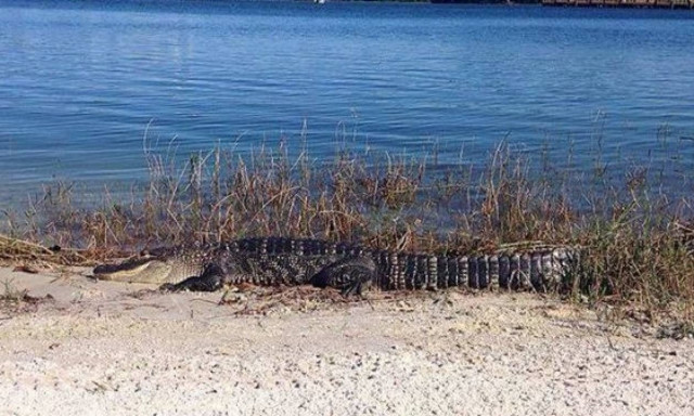 Φλόριντα: Ξύπνησε και βρήκε έναν αλιγάτορα να κολυμπά στην πισίνα του