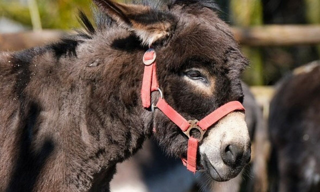 Κίνα: Σχεδόν 6 εκατομμύρια γάιδαροι σφάζονται κάθε χρόνο για το δέρμα τους