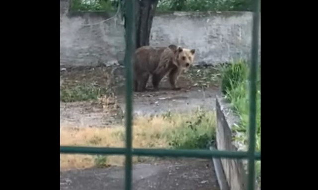 Κοζάνη: Αρκούδα σε αυλή σπιτιού στον Φούφα Εορδαίας - Έντρομοι οι κάτοικοι - Δείτε βίντεο