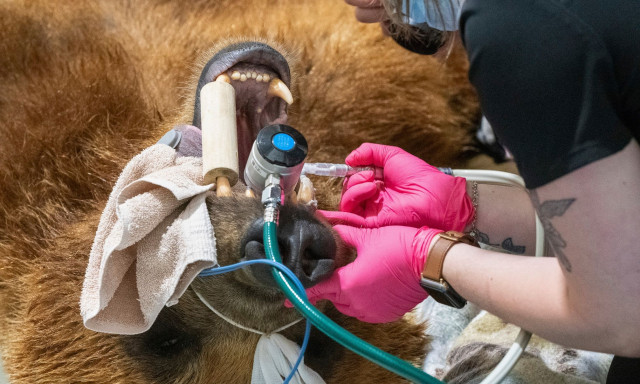 ΗΠΑ: Καφέ αρκούδα έχει νέο λαμπερό ασημένιο κυνόδοντα μετά από πρωτόγνωρη επέμβαση