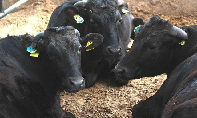Σύλληψη άνδρα στην Αυστραλία για κλοπή σπέρματος ταύρων αξίας 100.000 δολαρίων