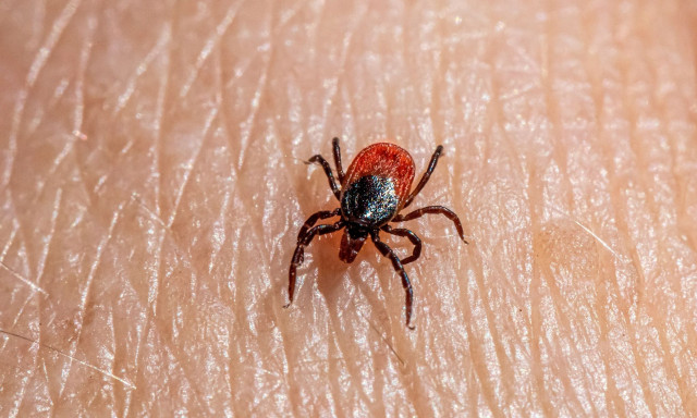 Αιμορραγικός πυρετός: Τι είναι - Τι να κάνουμε αν μας τσιμπήσει τσιμπούρι