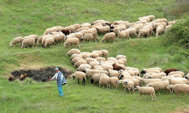Λάρισα: Νοσεί από αιμορραγικό πυρετό η πρώτη γιατρός που εξέτασε τον κτηνοτρόφο - Πώς μεταδίδεται