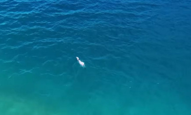 Drone καταγράφει τη δραματική διάσωση αγελάδας που εγκλωβίστηκε σε λιμνοθάλασσα