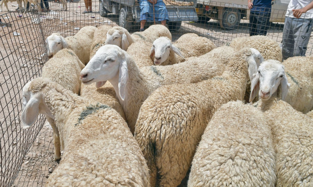 «Colpo grosso» στην Κρήτη: «Δάνειζαν» σε φίλους νεκρά ζώα για αναγγελίες στον ΕΛΓΑ 