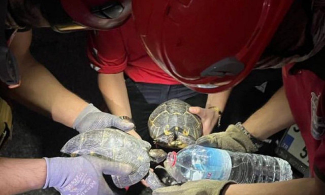 Φωτιά στη Σμύρνη: Συγκλονιστικές εικόνες - Πυροσβέστες δίνουν νερό σε χελώνες