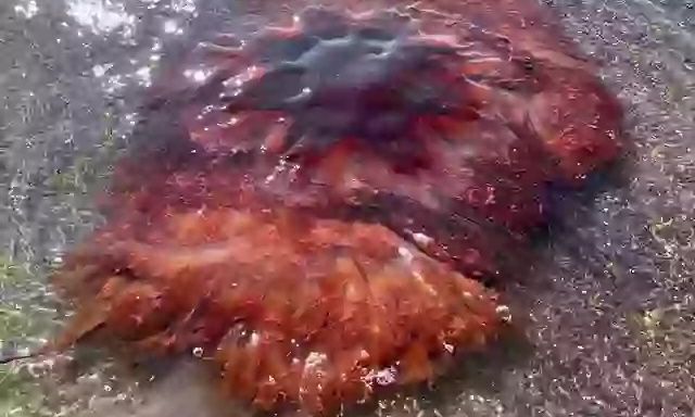 ΗΠΑ: Τεράστιες τοξικές μέδουσες ξεβράζονται σε δημοφιλές τουριστικό hotspot