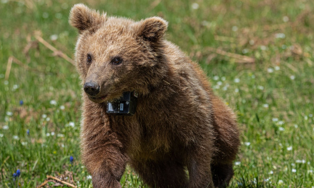 Η Μάρθα, το ορφανό αρκουδάκι, επανεντάχθηκε στη φύση - Δείτε το βίντεο