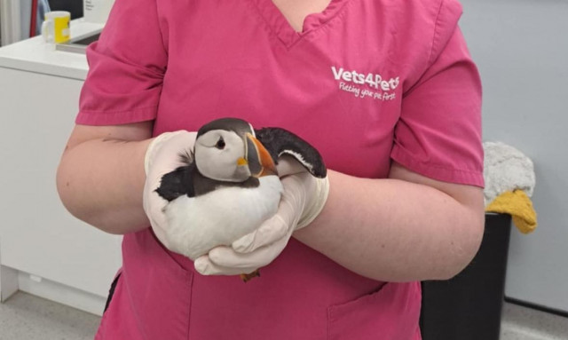 Αγγλία: Εξουθενωμένο πουλί διασώθηκε αφού βρέθηκε 160 χιλιόμετρα μακριά από το σπίτι του