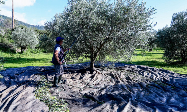 Σάλος στο διαδίκτυο με αγγελία από τα Χανιά: Εργάτης ζητά 90 ευρώ μεροκάματο για το μάζεμα ελιών