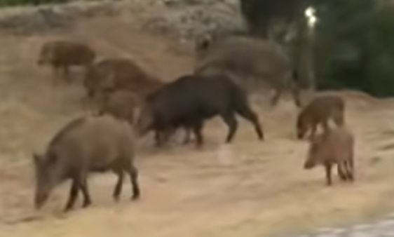 Σεργιάνι αγριογούρουνων στην Καλαμπάκα - Βίντεο