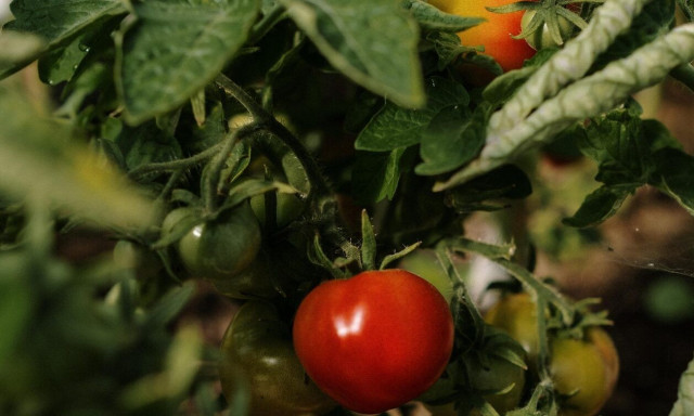 Μετά τον ΟΠΕΚΕΠΕ, νέες καταγγελίες για την Κάρλα: Πλημμυρισμένές εκτάσεις και «χρυσές» επιδοτήσεις