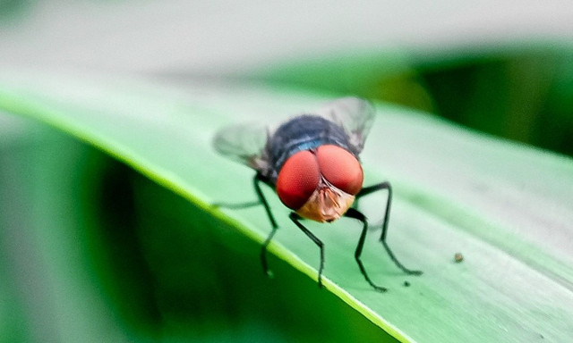 Οι ΗΠΑ θα εκθρέψουν δισεκατομμύρια μύγες και θα τις πετάξουν από αεροσκάφη στο Μεξικό και το Τέξας