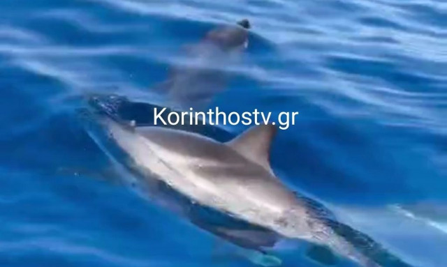 Δελφίνια «έκλεψαν την παράσταση» στον Κορινθιακό