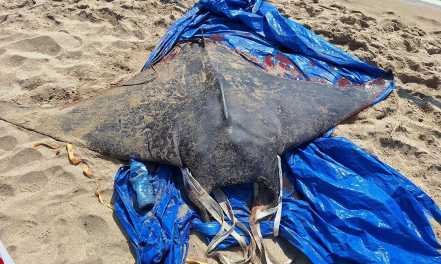 Συναγερμός στη Μεσόγειο για την άφιξη των «διαβόλων της θάλασσας»